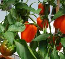Kako pripremiti sjeme papra za sjetvu? Namočite sjemenke paprike prije sadnje