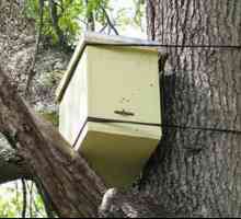 Kako uhvatiti pčele roj u prazno košnicu?