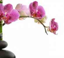 Kako voditi orhideja tijekom cvjetanja ispravno? Orhideja: njegu tijekom cvatnje