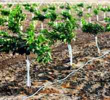 Kako saditi stablo jabuka: upute, značajke i preporuke