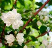 Kako biljka jasmina u proljeće? Sadnja grma u zemlji