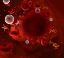 Kako podići trombocite u krvi: Zdravlje Recepti