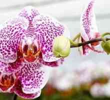 Kako ispravno i kada transplantirati orhideja