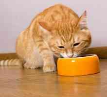 Kako hraniti mačku kod kuće?