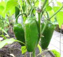 Kako saditi i uzgajati sadnice papra kod kuće?