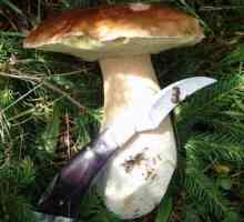 Kako smanjiti gljive? Neki savjeti