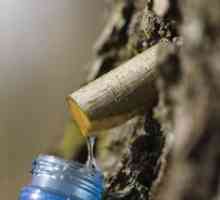 Kako ispravno prevrtati sok od breze? Sakupljanje breze za zimu