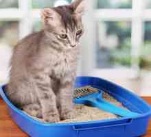 Kako privući mačića u ladicu s punilom?