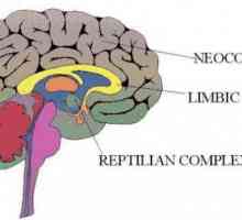 Kako funkcionira korteks? Cerebralni korteks