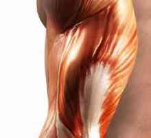 Kako mišići rastu u obučenim ljudima?
