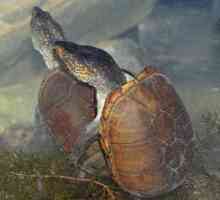 Kako se kornjače reproduciraju u zatočeništvu