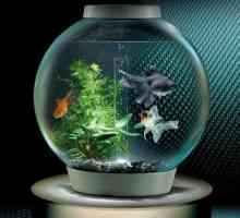 Kako se ribe u akvariju množe - fascinantan podvodni svijet u našoj kući