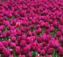 Kako se tulipani množe u prirodi iu zemlji?