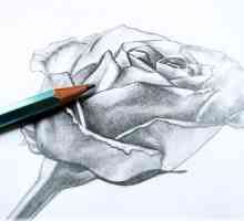 Kako crtati ružu u olovku: korak po korak trening