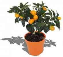Kako posaditi, kako propagirati i kako se brinuti: Citrus Fortunella - radost u vašem domu