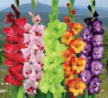 Kako ispravno postaviti gladiolus žarulje?