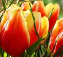Kako posaditi tulipani ispravno: preporuke