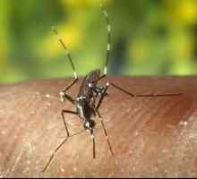 Kako napraviti zamku za komarce vlastite ruke