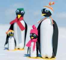 Kako napraviti pingvin iz plastične boce? Obrt iz plastičnih bočica