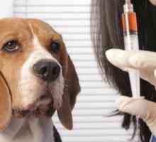 Kako napraviti pravu intramuskularnu injekciju psa?