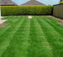 Kako napraviti pravo travnjak? Zeleni travnjak - fotografija