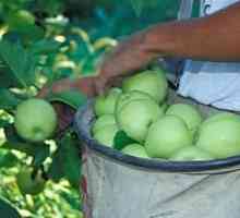 Kako zadržati jabuke za zimu svježe: dokazani i pouzdani načini