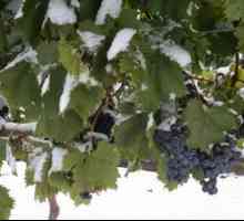 Kako zadržati vino u hladnom: sklonište grožđa za zimu