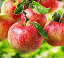 Kako napraviti ponudu riječju jabuka: primjeri