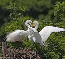 Kako se ptice udružuju? Značajke reproduktivnog sustava