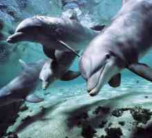 Kako delfin spava: nevjerojatne sposobnosti sisavaca