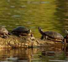 Kako se brinuti za kornjaču