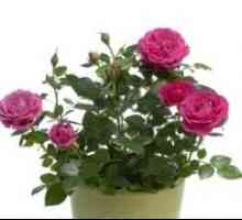 Kako se brinuti za ruže u loncu: savjeti za početak cvjećara