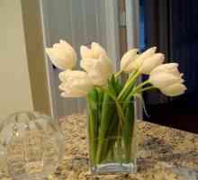 Kako se brinuti za rezanje tulipana kod kuće?