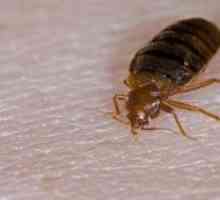 Kako uništiti bedbugs u stanu? Borba protiv bugova: znači, recenzije