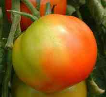 Kako ubrzati zrenje rajčice kod kuće?