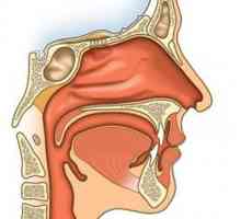Kako je poredan nos. Nosač šupljine, njezine značajke, funkcije i strukture