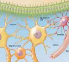 Kako je živčana stanica? Stanice živčanog sustava