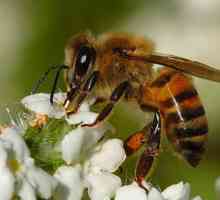 Как устроена пчела. Строение тела пчелы