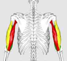 Kako je organiziran triceps brachialni mišić. Koje su njegove funkcije?