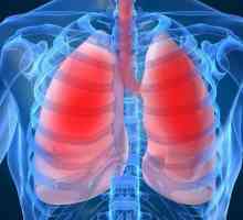 Kako se organiziraju pluća i kako se izvodi respiratorni proces?