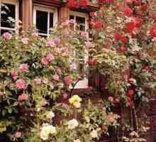 Kako smanjiti ruže u proljeće? Kako smanjiti prianjanje ruža u proljeće, ljeto i jesen?