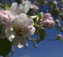 Kako se brinuti o stablu jabuka u proljeće? Zašto posipati jabuke u proljeće?