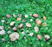 Kako odabrati gljive: jestivo i nejestivo u Kharkov regiji