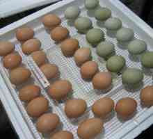 Как выбрать яйцо для инкубатора? Закладка яиц в инкубатор