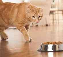 Kako odabrati kvalitetnu hranu za velike pasmine mačaka?