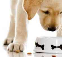Kako odabrati hranu za štence: recenzije, savjeti pasmina pasa