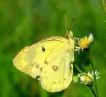Što izgleda leptir od lemongrass? Fascinantno!