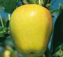 Što izgleda jabuka? Opis drveta i voća