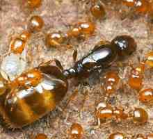 Kako izgleda kraljica mrava? Opis i fotografija