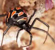 Što izgleda pauk Karakurt? Zalogaj karakuta: opasniji, prva pomoć, simptomi i karakteristike…